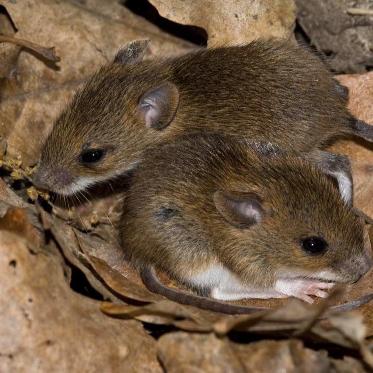 Уничтожения мышей в частном доме в Южно-Сахалинске?